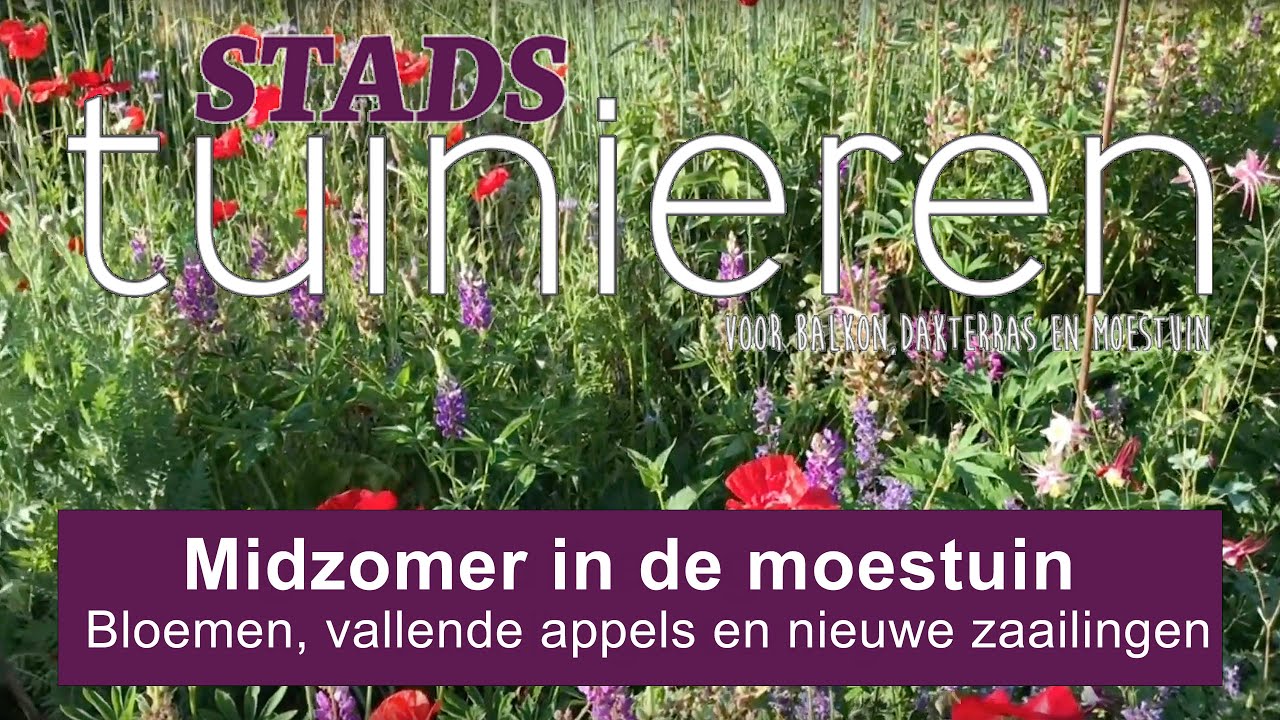 Stadstuinieren - Midzomer in de moestuin - het begin van het vruchtseizoen 