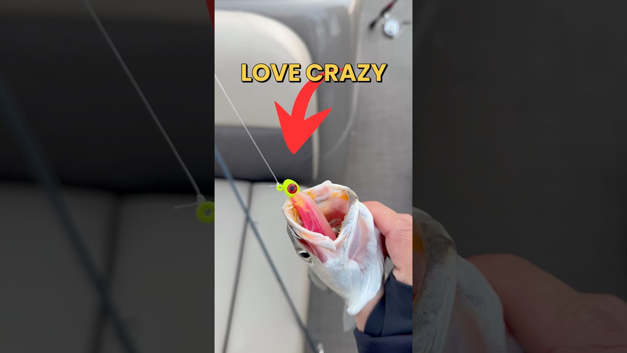 Действительно ли морским рыбам больше нравятся яркие, необычные цвета? 