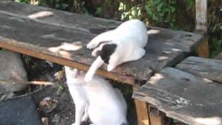 Kedi̇ler Küçük Yaramazlar Eğleni̇yor