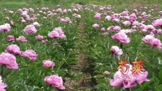 芍薬花摘み Youtube 芍薬花摘み Youtube