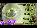 Maybe The Last Day in Nest - Yellow Red Eyes Budgies - Day 27 - Animals And Birds is live!