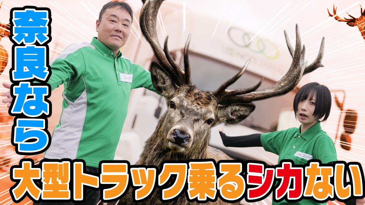 You DEER-initely have to watch this!] Driving a semi-truck in Nara