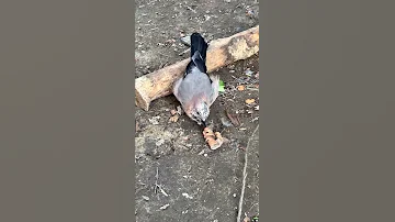 СОЙКА ДЕЛАЕТ ЗАПАСЫ 🥰