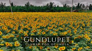 The Golden Beauty of Gundlupet Sunflower Fields | Drone 4K