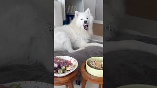 강아지 생식 vs 사료