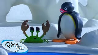 Pingu And The School Pet 🐧 | Pingu - Official Channel | Cartoons For Kids