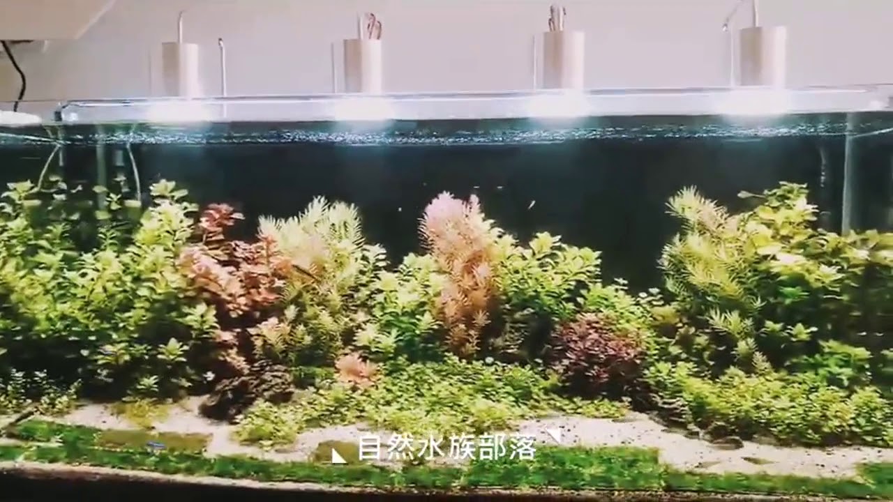 魚缸led全光譜水草燈專業造景照明燈吊燈小型筒燈草缸燈夾燈防水 Youtube