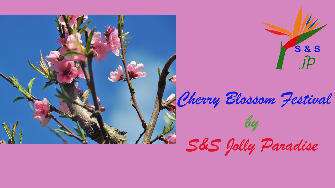 Spring Cherry Perth Cherry Blossom Spring Festival in Perth, Australia / S & R Orchard ...