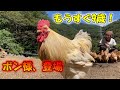 百鶏園、最年長コケコと言えば･･？長老さまにご出演いただきました！