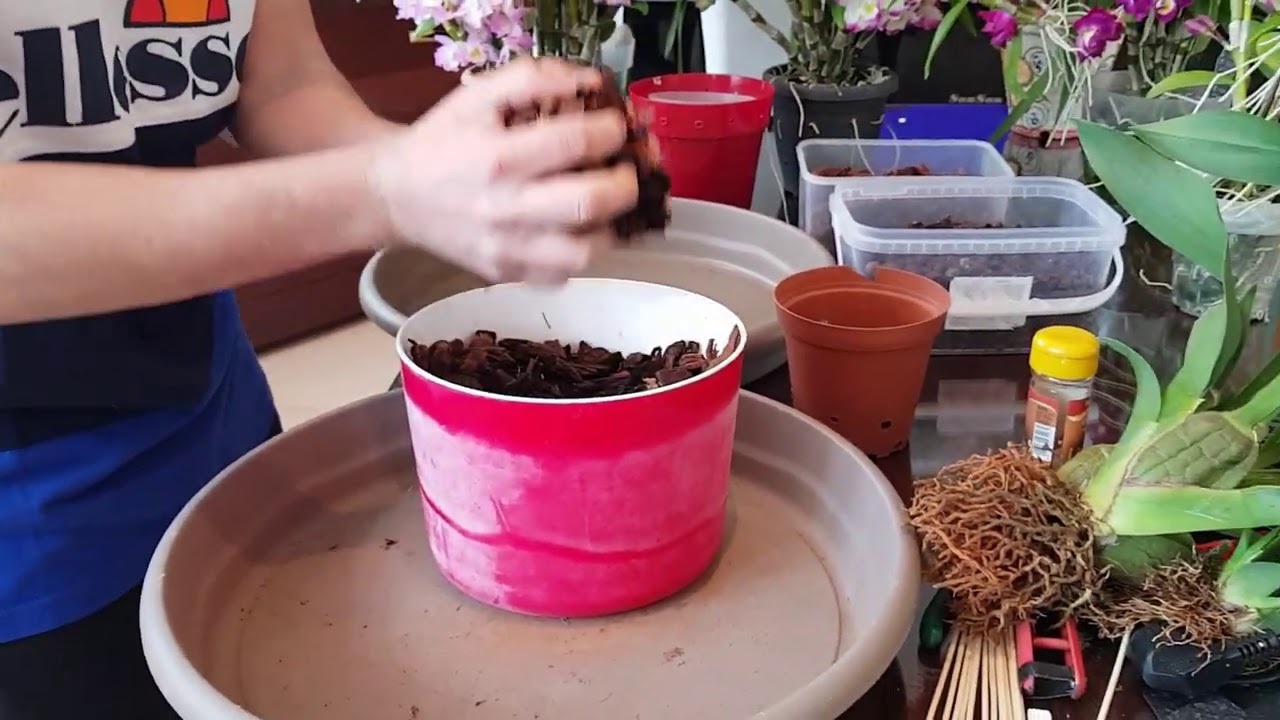 LA FORMA CORRECTA DE TRASPLANTAR UNA ORQUIDEA