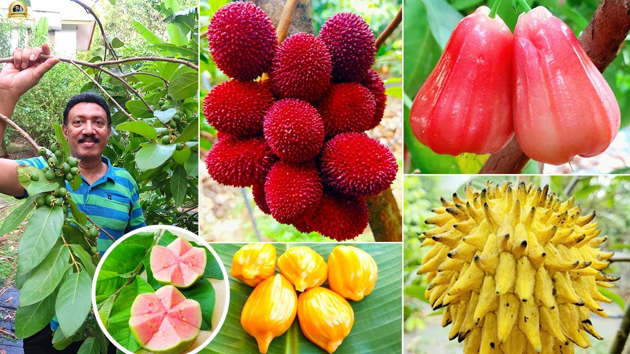 🥝🥑🍊 60 സെന്റിൽ 220 ലധികം വിദേശയിനം പഴചെടികൾ കായ്ച്ചു നിൽക്കുന്ന തൃശ്ശൂരിലെ Eden Gardens !