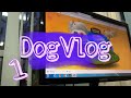 НЕДЕЛЯ ВЛОГОВ/DogVlog ДЕНЬ 1