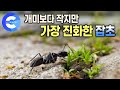 가장 진화한 잡초는 어떤 모습일까? 🐜 개미보다 작은 잡초가 도시에서 살아가는 법 | 명아주의 태양을 피하는 방법 | 잡초선생 | 다큐프라임 Mp3 Song