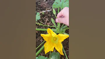 ¿Cómo saber si una flor de calabacín es macho o hembra?