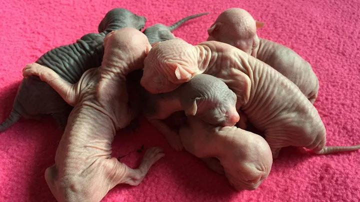 Video 3881361: sphynx cat grooming, sphynx kitten cute, hairless kitten, adorable hairless