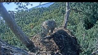 16.07.2025 Камычи. Чулман ещё разок заскочил домой перед трудным рабочим днём. 