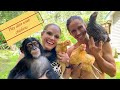 BABY CHIMP, KODY ANTLE, AND CHICKENS!