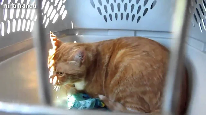 Watch the video about Funny Cats Saying Hello Compilation 2014 NEW