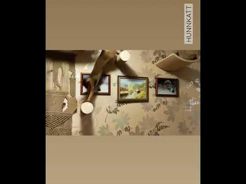 Абиссинцы - источник неиссякаемой энергии - YouTube