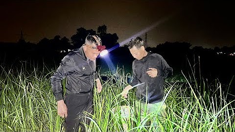 Đi bắt cá cơn mưa đầu mùa và gặp ổ cá lóc trạch đồng lươn đồng #Đồng Quê TV#giảitrí