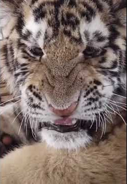 Tiger | Panthera Tigris | Attitude WhatsApp Status | The Vice #tiger #wildlife #shorts