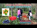 Wild Berries (Blueberry/Cloud Berry/ Raspberry)+ Mushrooms| Finland Forest | PINOY IN FINLAND