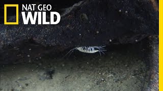 Colorless Cave Dwellers | Alpine Underworld