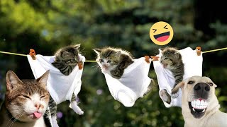 Funny Dogs And Cats Videos 2024 😅 - Best Funniest Animal Videos #22