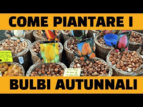 Video: Quando dovrei iniziare a piantare i bulbi?