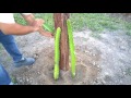 Tutorial plantando pitaya - Sitio Sawada -TUTORIAL PLANTING DRAGON FRUIT