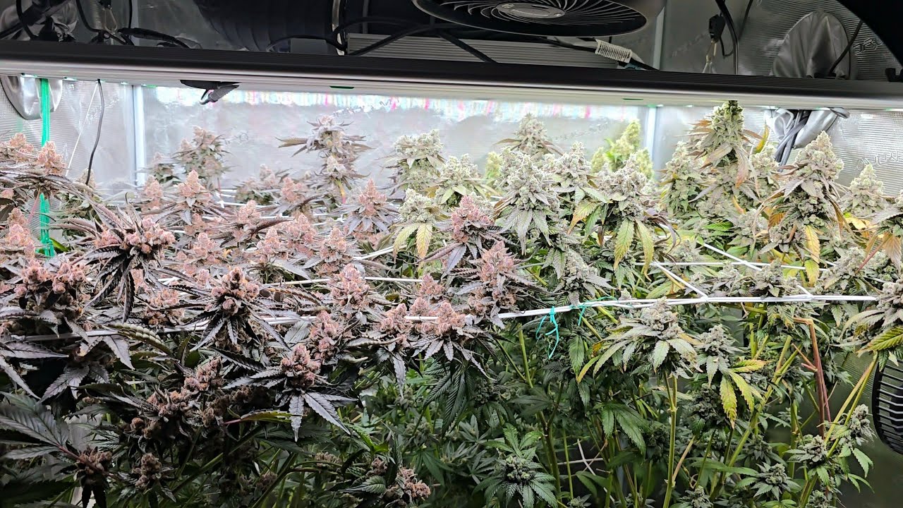 UAV #4, Blockberry, Apples and Bananas, Trainwreck Harvest Day!