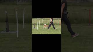 Finsk Lapphund Sametrollets Challi by Carina Jonsson 135 views 2 years ago 18 minutes