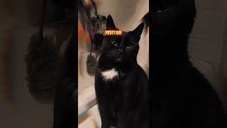 Cat Smart stateofkansass cat funnycats funny funnypets shortsfeed funnyanimals pets cutecat