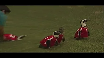 Saki Monkeys | Animal Anthology Episode 03