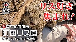 Cute animal lover's must-see! I was healed by Formosan squirrel🐿rabbit🐰 guinea pig🐁