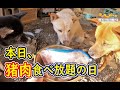 【猟犬】いつもご苦労さん！今日は猪肉食べ放題の日ですよ！