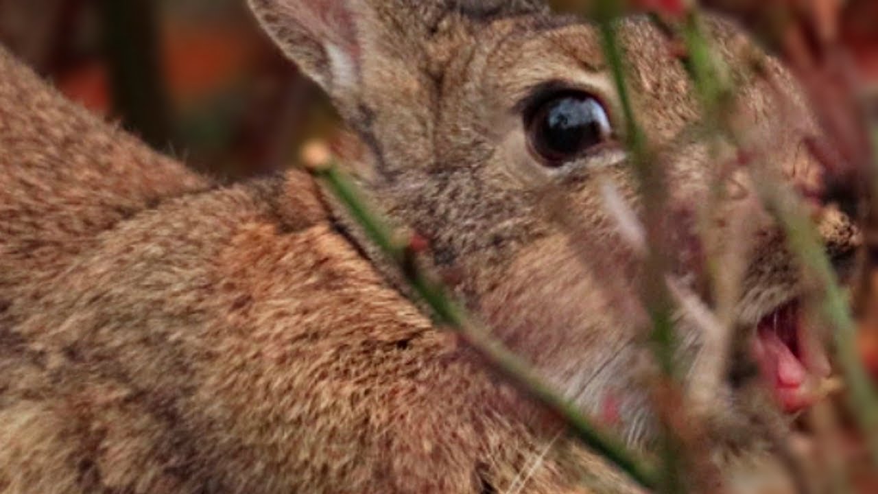 Stealthy Rabbit Stealthy | Sleepy Rabbit in the Rose Garden | Warm Slow Piano for Deep ...