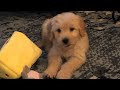 Goldendoodle