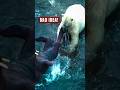 5 Arctic Predators That Messed With The WRONG Prey 🥶
