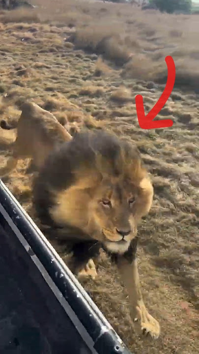 Chased by Lions 🦁