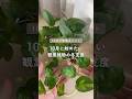 🍀10月に始めたい　観葉植物の冬支度🍀【☘Life with Houseplant】2610-12#shorts