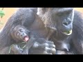 育児は大変‼︎ 疲れて赤ちゃんを抱いたまま眠る母ゲンキ⭐️ゴリラGorilla【京都市動物園】Genki is tired of raising her baby and falls asleep.