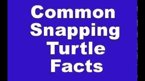 Common Snapping Turtle Facts   Facts About Common Snapping Turtles