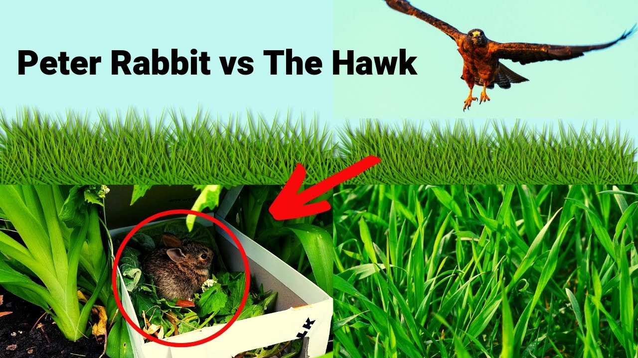 How we saved Peter Rabbit from a Hawk ATTACK and How to Give CARE to a ...