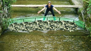 Download Lagu Most Interesting Fishing In A Small Stream, Fishing With Nets / Harvesting Many Of Big Fish MP3