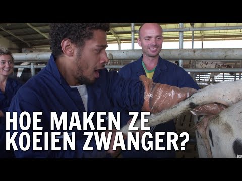 Video: Hoe Vee Te Fokken?