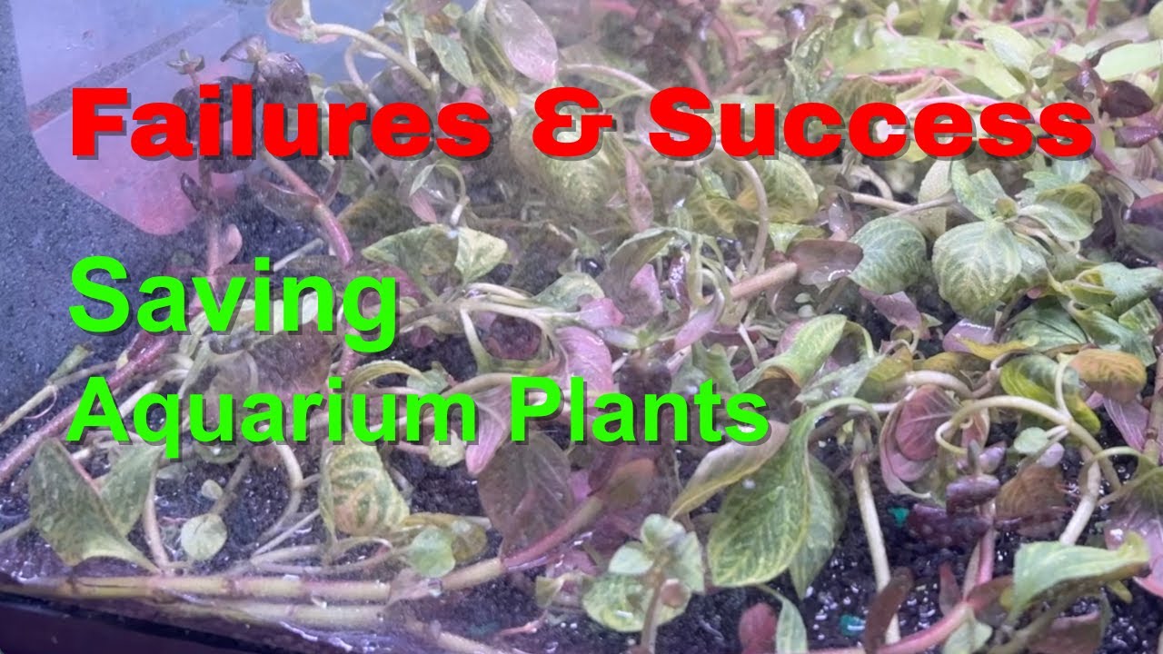 My Failures & Success at saving new aquarium plants