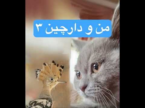 من و دارچین ۳ Cat Animals Cute Pets Cuteanimals