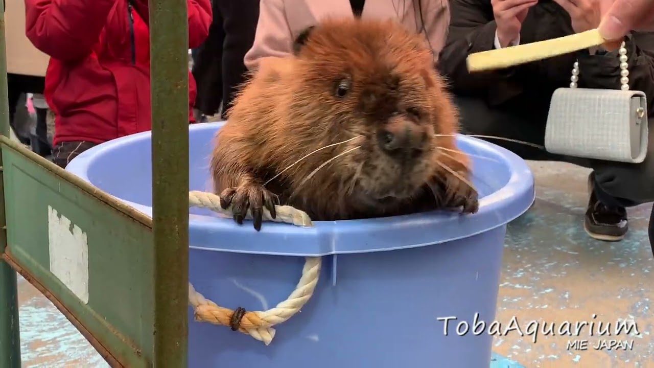 《鳥羽水族館》アメリカビーバーのシーポンくんにバレンタインプレゼント🎁