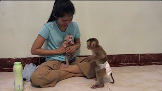 Mom dressing for baby monkey Lucky and her brother